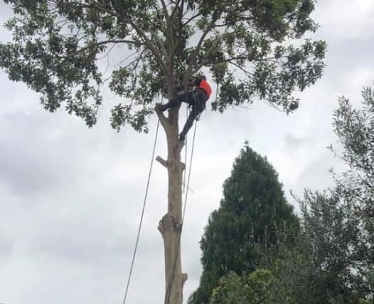 JBM Tree lopping