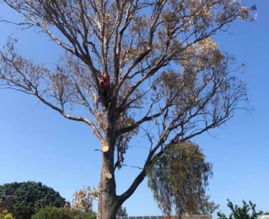 JBM Tree lopping