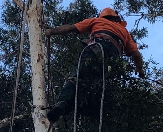 JBM Tree lopping